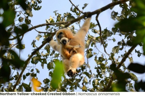 Species_profile - Northern Yellow-cheeked Crested Gibbon, Nomascus annamensis