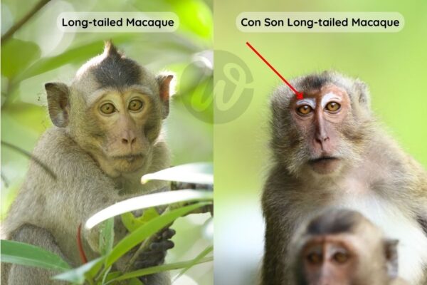 how_to - The different between Long-tailed Macaque and Con Son Long-tailed Macaque