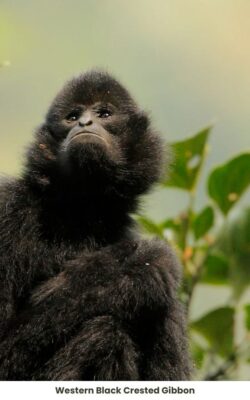 Species profile - Western Black Crested Gibbon - Nomascus concolor