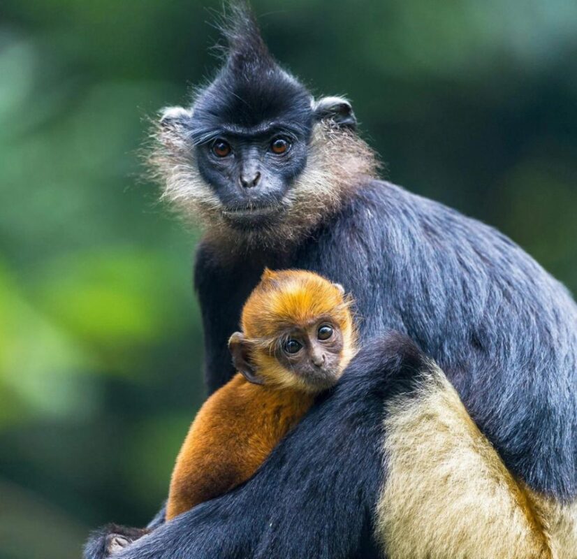Responsible Wildlife Tourism in Vietnam 14 Species_profileโThe male Delacour's langur with the upper body is black, a sharp demarcation to white from just above the hips to just above the knees