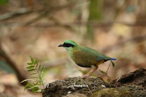 Bar-bellied Pitta Cat Tien National Park Birding Herping and Wildlife Tours