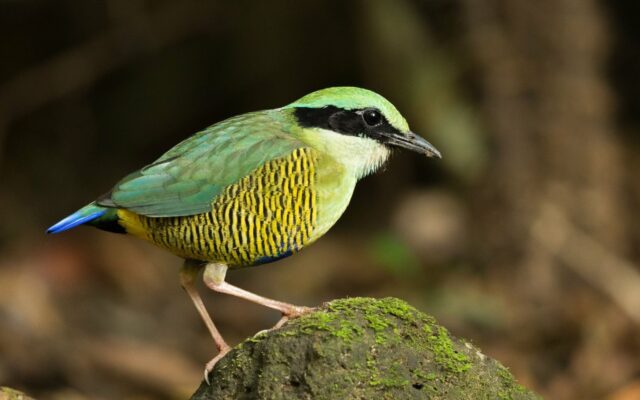 Species_profile – Bar-bellied Pitta, a striking bird found in Vietnam's lowland seasonal tropical forests.