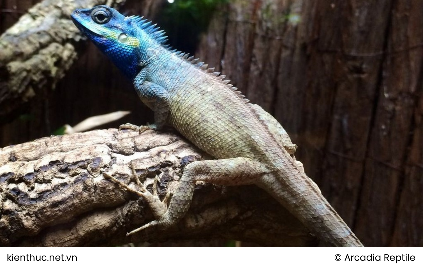 Vietnamese Blue Crested Lizard - Calotes bachae - Hartmann, Geissler, Poyarkov, Ihlow, Galoyan, Rödder & Böhme, 2013 1 Noi dung doan van ban cua ban 15 1 WANEE Go-WILD