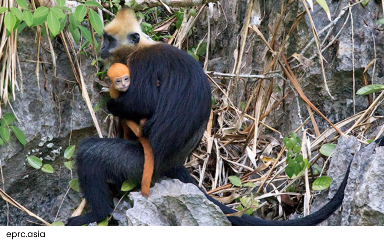 Cat Ba National Park: Explore Vietnam's Natural Beauty 3 Species_profile – Golden-headed Lagur, Primarily moist tropical forest on limestone karst hills within Cat Ba National Park.