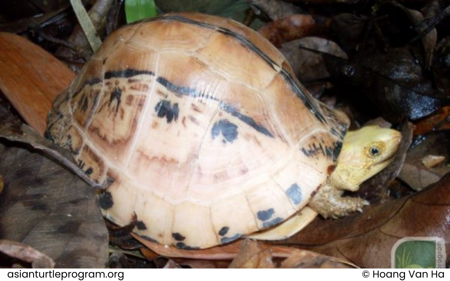 Vietnamese Box Turtle - Cuora picturata - Lehr, Fritz & Obst, 1998 1 Noi dung doan van ban cua ban 41 1 WANEE Go-WILD
