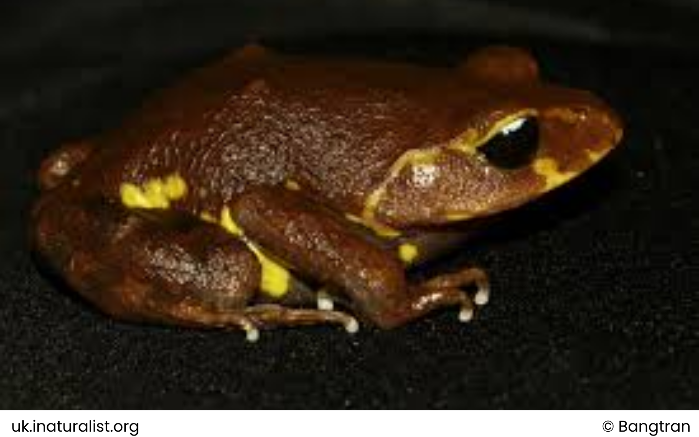 Yellow-spotted Litter Frog - Leptobrachium xanthospilum - Lathrop, Murphy, Orlov & Ho, 1998 1 Noi dung doan van ban cua ban 62 WANEE Go-WILD