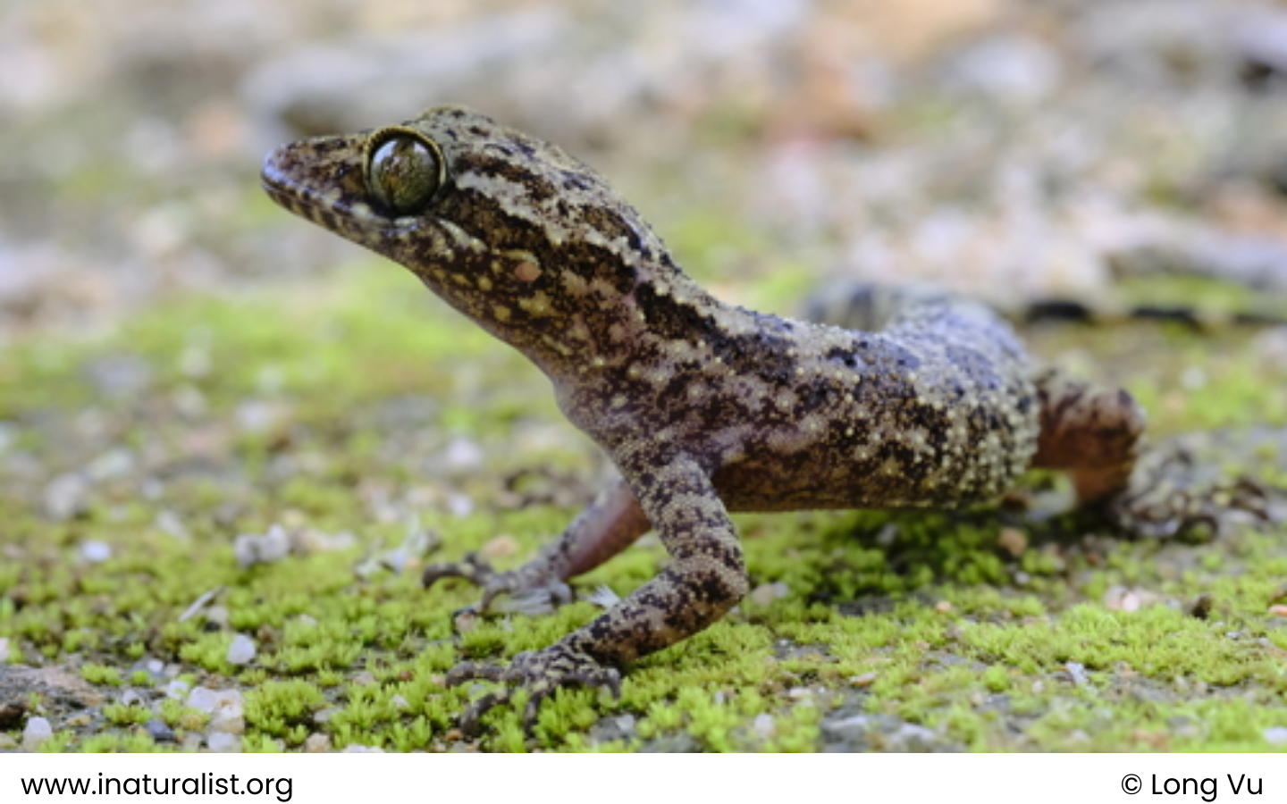 Yangbay Bent-toed Gecko - Cyrtodactylus yangbayensis - Ngo Van Tri & Onn, 2010 1 Noi dung doan van ban cua ban 76 1 WANEE Go-WILD