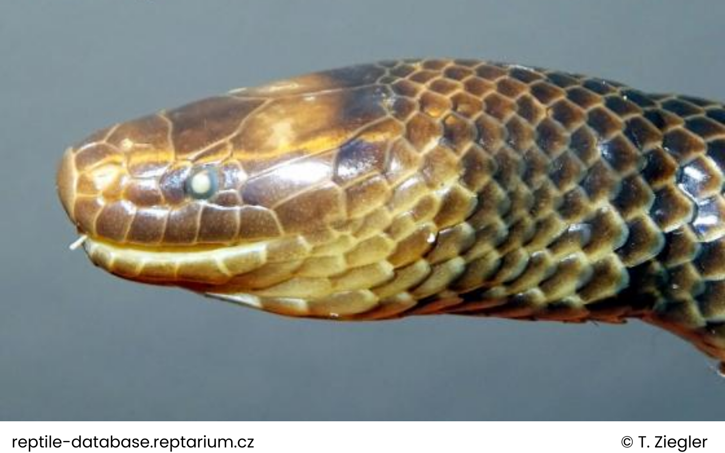 Vo Quy’s Mountain Stream Keelback - Opisthotropis voquyi - Ziegler, David, Ziegler, Pham, Nguyen & Le, 2018 1 Noi dung doan van ban cua ban 84 WANEE Go-WILD