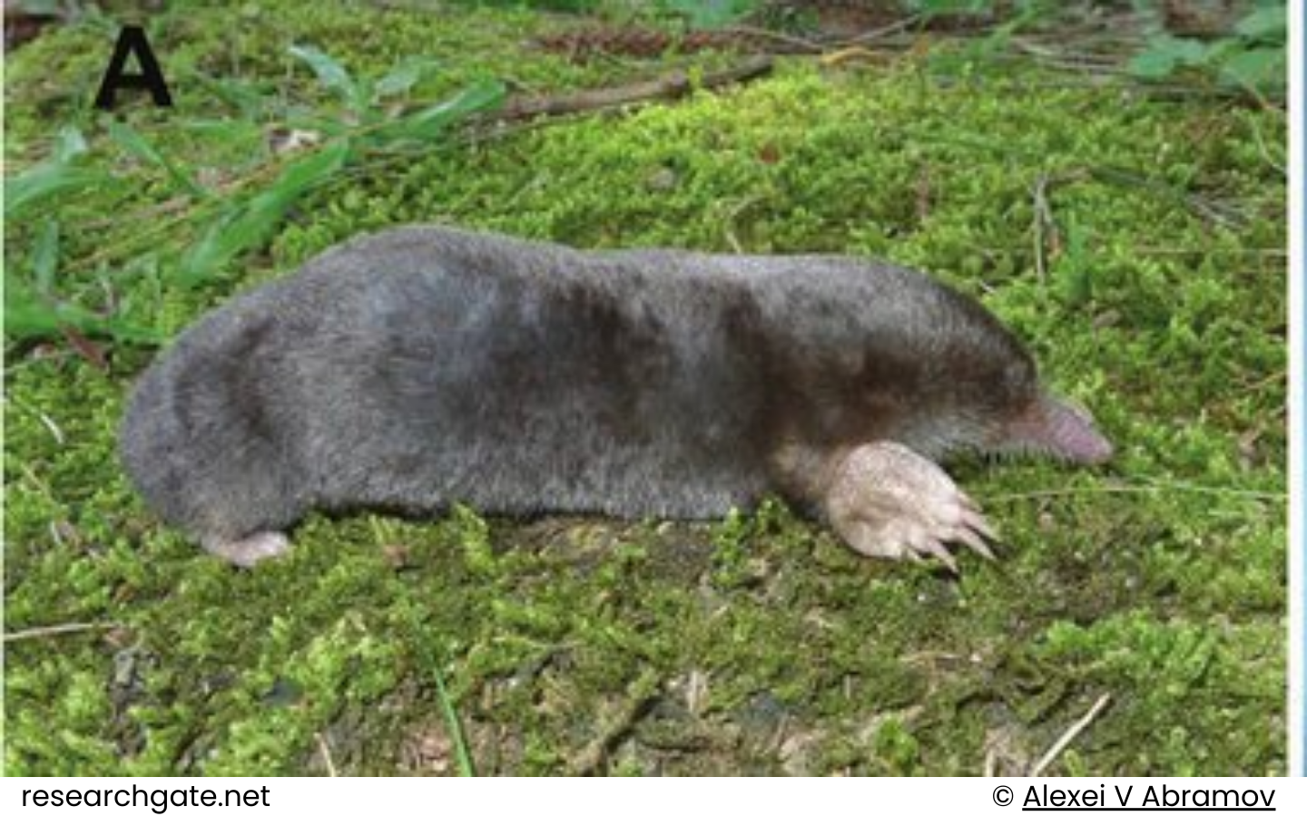 Vietnamese mole - Euroscaptor subanura - Miller, 1940 1 Noi dung doan van ban cua ban 9 WANEE Go-WILD