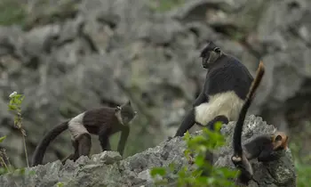 Vietnam Primate Tours: Unforgettable Encounters with Gibbons & More 3 Species_profile - Delacour's langur, Key conservation efforts focus on protecting populations within nature reserves like Van Long Nature Reserve and the Trang An Landscape Complex.