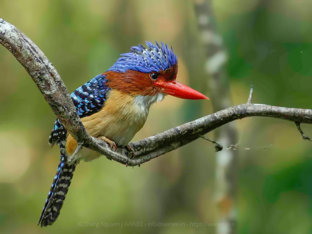 Crocodile Trail - The Best Birding Trail in Cat Tien National Park 6 The Best Vietnam Bird Photography Tour – Southern