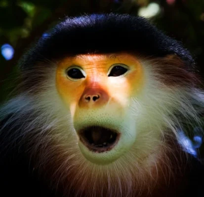 Itinerary - The best vietnam wildlife photography tour.