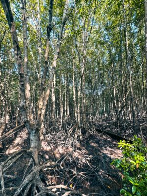 Destination_guide - Can Gio Mangrove forest landscape