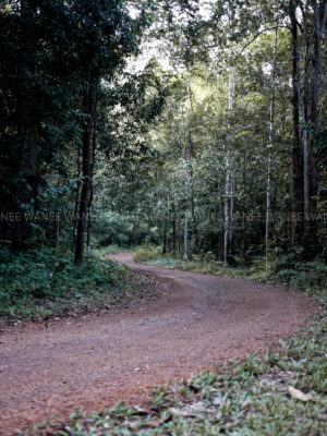 Intinerary - Herping Tour - Ma Da Forest - Herping Tour - basalt soil trail in the forest