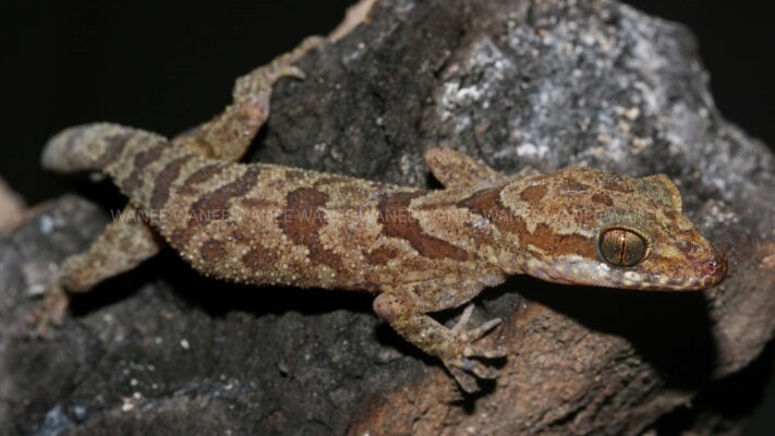 Intinerary - Cat Tien Bent-toed Gecko 1 Day Herping Ma Da Forest.
