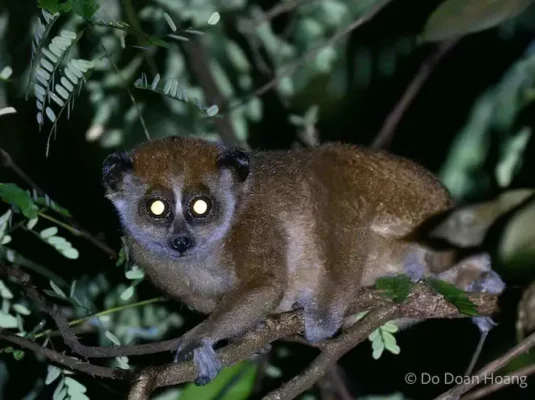 Itinerary - Vietnam Primate Watching tours - night spotting the Pygmy Slow Loris - night creatures of Cat Tien