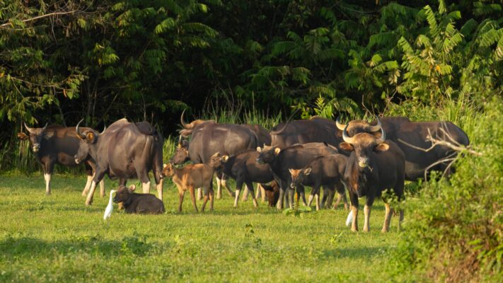 Intinerary - Schedule Tour - Wildlife tour from South - Central Highland - North of Vietnam.