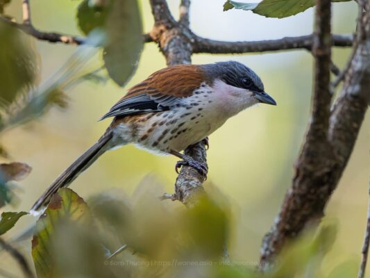 Intinerary - medium length birding tour - Dalat Cat Tien Birding tour - Endemic birding - Grey-crown crocias