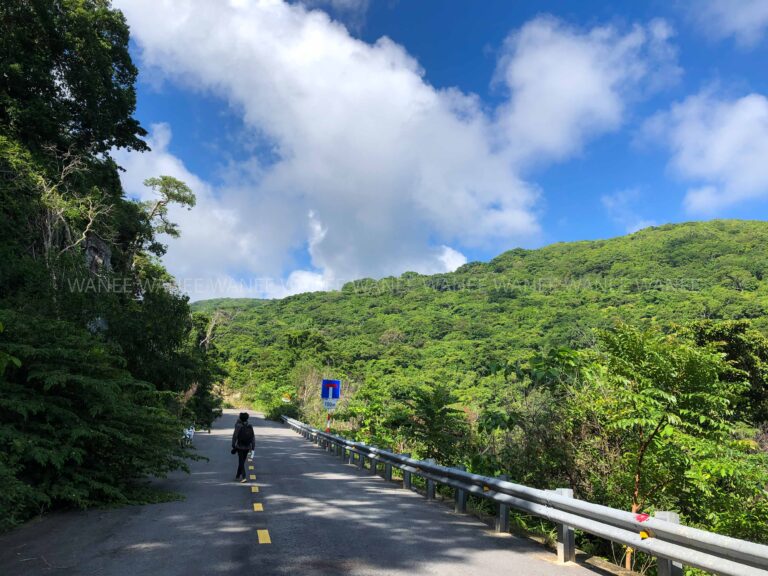 Destination_guide - Con Dao forest road.