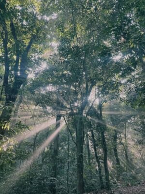 Destination_guide - Sunbeams create the effect of a glowing plant in Cuc Phuong National Park. Vietnam birding by season