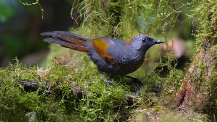 Intinerary - Schedule Tour - Wildlife tour from South - Central Highland of Vietnam.