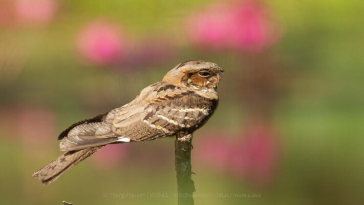 Intinerary - Mekong Delta Birding tour Large-tailed Nightjar resting in lotus lake.