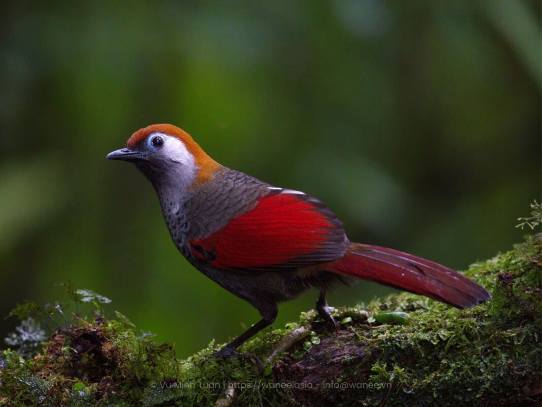 Itinerary - A Red-tailed Laughingthrush is perching on moss branch in [14-Day] Birdwatching Tour – South & Central Highlands Vietnam.