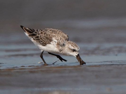 Itinerary - birding tour - Saigon Wetlands Birding tour highlight - Unique Shorebird - Spoon-billed Sandpiper.