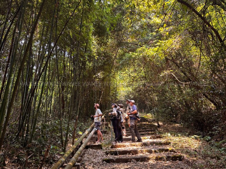 Destination_guide - Birding in ancient mountain of Tam Dao.