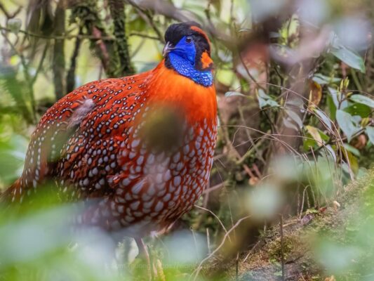 Intinerary - the whole country explorration experience - Vietnam's diverse wildlife.