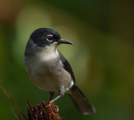 Itinerary - Black-headed Sibia, locally common resident in Central Annam.
