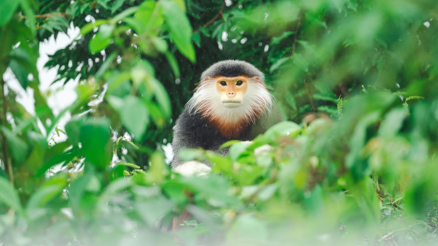 Responsible Wildlife Tourism in Vietnam 15 Species_profile - Red-shanked Douc Langur, live around the Mekong River in central and southern Vietnam, central Laos and eastern Cambodia.