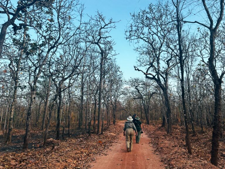 Destination_guide - Yokdon National Park deciduous forest.