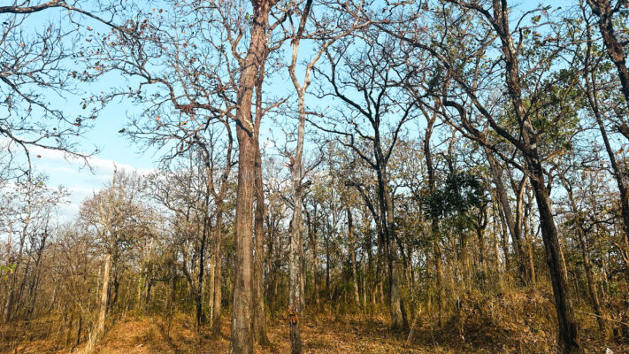 Destination_guide - Yokdon National Park deciduous forest.