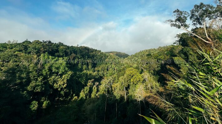 Destination_guide - Mang Canh Forest Breath Taking View