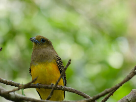 Species_profile - Orange-breasted Trogon hunting flying insect in the Forest