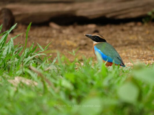 Species_profile - Blue-winged Pitta in bird hide photography.