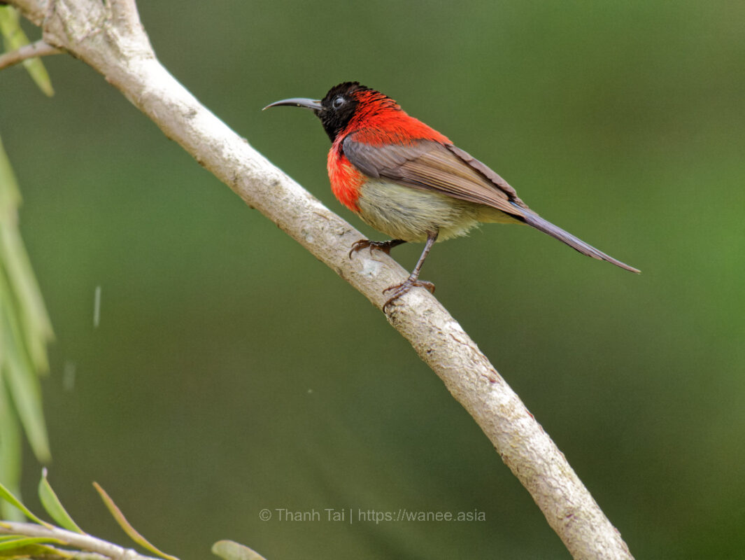Species_profile - langbian sunbird