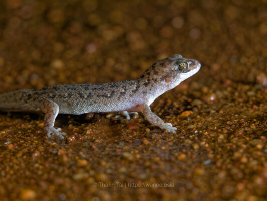 Species_profile - Le Duc Minh’s leaf-toed gecko in basalt red soil.