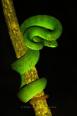 Species_profile - Ruby eyed Green Pitviper pateintly waiting for the prey.