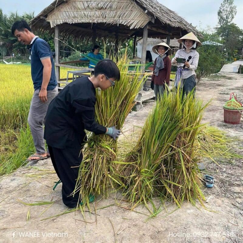 Top 10 Family Wildlife Holidays in Vietnam 3 Family Wildlife holidays in Vietnam: Rice harvesting in Tram Chim National Park