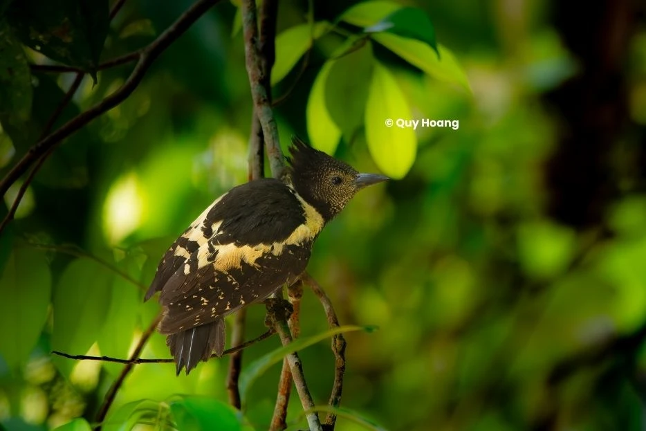 Cat Tien National Park Near-Endemic and Highlighted Birds that All Enthusiast Birders Want To See! 9 Species_profile - Black-and-buff Woodpecker, its plumage consists of a combination of black and buff colors, which gives it its name.