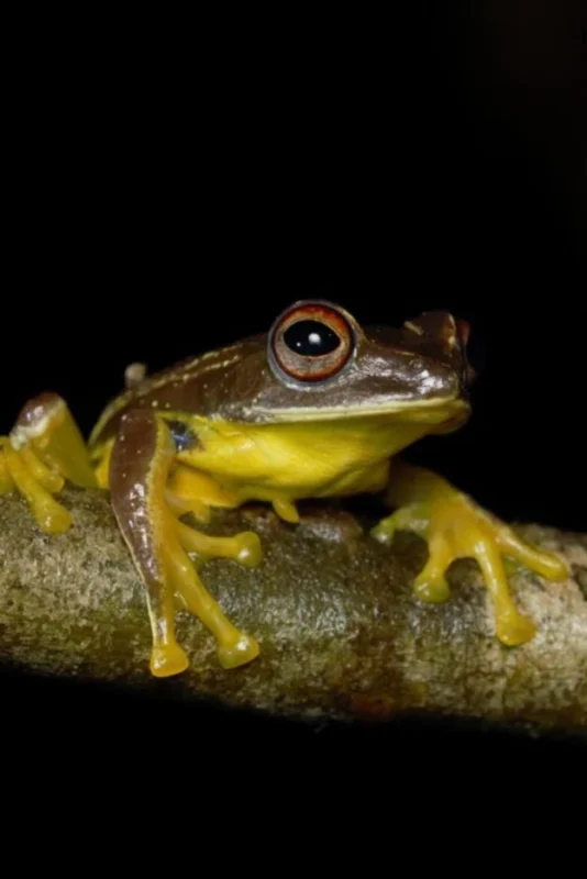 Responsible Wildlife Tourism in Vietnam 20 Species_profile - Rhacophorus calcaneus , a frog species in the family Rhacophoridae, endemic to Vietnam. Vietnam herping night tours