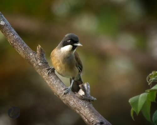 White-cheeked Laughingthrush